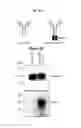 Fig. 07 - Antibodies and kits for immunodetection of epitope tags