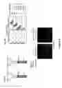 Fig. 09 - Antibodies and kits for immunodetection of epitope tags