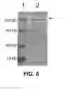 Fig. 16 - Bacterial cells, optimized nucleotide sequences and methods for improved expression of recombinant toxin B