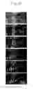 Fig. 07 - METHOD OF FIXING RAIL MOLECULE AND NANO TRANSPORT DEVICE