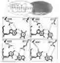 Fig. 01 - RATIONALLY DESIGNED MEGANUCLEASES WITH ALTERED SEQUENCE SPECIFICITY AND DNA-BINDING AFFINITY