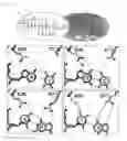 Fig. 02 - RATIONALLY DESIGNED MEGANUCLEASES WITH ALTERED SEQUENCE SPECIFICITY AND DNA-BINDING AFFINITY