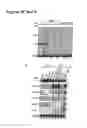 Fig. 04 - DNA virus MicroRNA and methods for inhibiting same