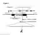 Fig. 05 - DNA virus MicroRNA and methods for inhibiting same