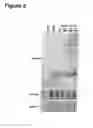 Fig. 08 - DNA virus MicroRNA and methods for inhibiting same