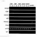 Fig. 09 - Method for producing induced pluripotent stem cells and method for culturing the same