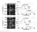Fig. 08 - LABEL-FREE METHOD FOR DETECTING PRESENCE OR ABSENCE OF NUCLEIC ACIDS