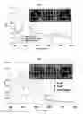 Fig. 16 - LABEL-FREE METHOD FOR DETECTING PRESENCE OR ABSENCE OF NUCLEIC ACIDS