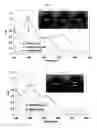 Fig. 17 - LABEL-FREE METHOD FOR DETECTING PRESENCE OR ABSENCE OF NUCLEIC ACIDS