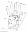 Fig. 14 - Golf grip training glove