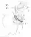 Fig. 08 - Rotor with variable hydrodynamic resistance for a stationary water bicycle and related bicycle