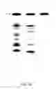 Fig. 17 - Multiplexed identification of nucleic acid sequences