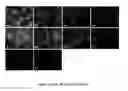 Fig. 04 - POLYMERIZATION-BASED AMPLIFICATION FOR IMMUNOSTAINING AND BIODETECTION