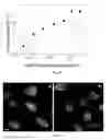 Fig. 19 - POLYMERIZATION-BASED AMPLIFICATION FOR IMMUNOSTAINING AND BIODETECTION