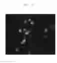 Fig. 19 - Compositions and methods for identifying enzyme and transport protein inhibitors