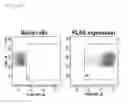 Fig. 42 - Compositions and methods for identifying enzyme and transport protein inhibitors