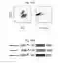 Fig. 51 - Compositions and methods for identifying enzyme and transport protein inhibitors