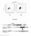 Fig. 52 - Compositions and methods for identifying enzyme and transport protein inhibitors