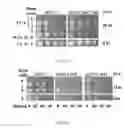 Fig. 07 - Anti-aging agents and methods to identify them
