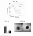 Fig. 05 - Tumor-initiating cells and methods for using same