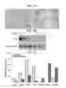 Fig. 11 - Tumor-initiating cells and methods for using same