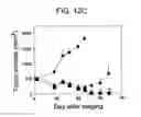 Fig. 19 - Tumor-initiating cells and methods for using same