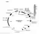 Fig. 02 - NORMALIZED NUCLEIC ACID LIBRARIES AND METHODS OF PRODUCTION THEREOF