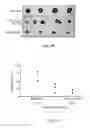 Fig. 08 - COMPOSITION OF INHIBITING PATHOLOGICAL ANGIOGENESIS