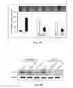 Fig. 10 - COMPOSITION OF INHIBITING PATHOLOGICAL ANGIOGENESIS