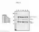 Fig. 06 - Inhibitors of human EZH2 and methods of use thereof