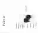 Fig. 25 - Recombinant soluble truncated IL-23 receptor (IL-23R) capable of inhibiting IL-23R-mediated cell signaling