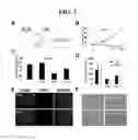 Fig. 03 - Pharmaceutical composition used in treatment of hyperproliferative skin conditions and malignant melanomas comprising pachastrissamine as active ingredient