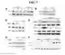 Fig. 04 - Pharmaceutical composition used in treatment of hyperproliferative skin conditions and malignant melanomas comprising pachastrissamine as active ingredient
