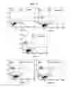 Fig. 10 - Methods and compositions for treating lung cancer