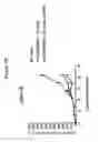 Fig. 29 - Combination therapy for the treatment of multiple myeloma