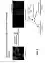 Fig. 03 - COMPOUNDS AND METHODS FOR MODULATING THE SILENCING OF A POLYNUCLEOTIDE OF INTEREST