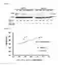 Fig. 07 - Micro-RNA associated with rheumatoid arthritis