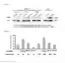 Fig. 08 - Micro-RNA associated with rheumatoid arthritis