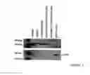 Fig. 12 - Novel Glutamic Acid Decarboxylase (GAD) Chimera And Methods Of Use