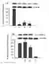 Fig. 01 - Compounds from soft coral, method of preparation and pharmaceutical uses thereof