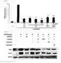 Fig. 07 - Anti-inflammatory composition containing macrolactin A and a derivative thereof as active ingredients