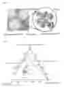 Fig. 02 - Cosmetic Composition