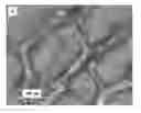 Fig. 01 - Microporous Thermoplastic Article