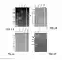 Fig. 04 - Isolation and characterization of novel green fluorescent proteins from copepods
