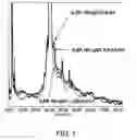 Fig. 02 - Antibody Constant Region Variant