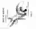 Fig. 08 - Antibody Constant Region Variant