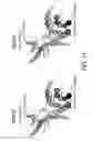 Fig. 13 - Antibody Constant Region Variant