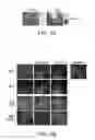 Fig. 06 - METHODS AND COMPOSITIONS FOR MODULATING TUMOR CELL ACTIVITY