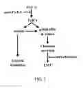 Fig. 10 - METHODS AND COMPOSITIONS FOR MODULATING TUMOR CELL ACTIVITY