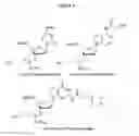 Fig. 03 - Compounds for fluorescent labeling